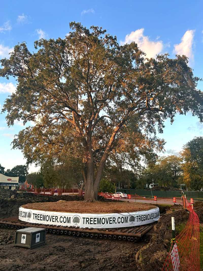 Large oak tree with thick mound of top soil mounted above steel raft. The soil is rapped in plastic liner with the text tree mover dot com, Logo: Environmental Design 
